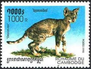 Devon Rex (Felis silvestris catus)