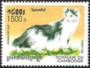 American Curl (Felis silvestris catus)
