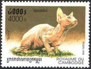 Sphinx (Felis silvestris catus)