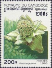 Petasites japonicus