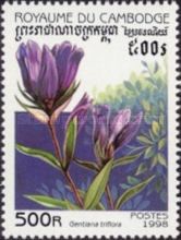 Gentiana triflora