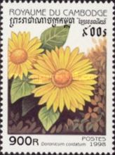 Doronicum cordatum