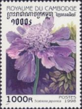 Scabiosa japonica