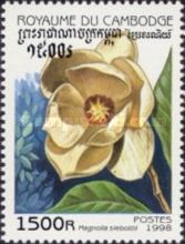 Magnolia sieboldii