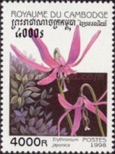 Erythronium japonica