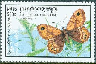 Wall Brown (Lasiomatta megera)