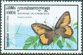 Grayling (Hipparchia semele)