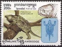 Big-headed Turtle (Platysternon megacephalum)