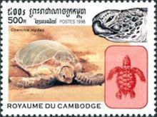 Green Sea Turtle (Chelonia mydas)