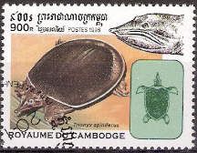 Spiny Softshell Turtle (Trionyx spiniferus)