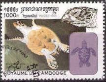 Hawksbill Turtle (Eretmochelys imbricata)