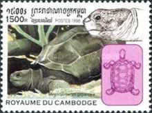 Aldabra Giant Tortoise (Megalochelys gigantea)
