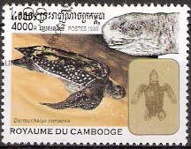 Leatherback Sea Turtle (Dermochelys coriacea)