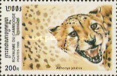 Cheetah (Acinonyx jubatus)