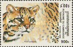 Ocelot (Felis pardalis)