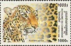 Leopard (Panthera pardus)
