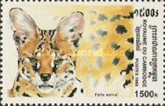 Serval (Leptailurus serval)