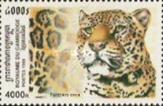 Jaguar (Panthera onca)