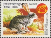 Rabbit (Family Leporidae)