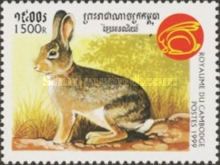Rabbit (Family Leporidae)