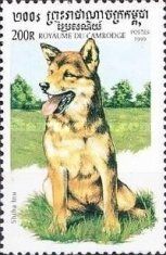 Shiba Inu (Canis lupus familiaris)