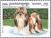Shih Tzu (Canis lupus familiaris)