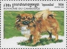 Tibetan Spaniel (Canis lupus familiaris)