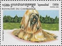 Lhasa Apso (Canis lupus familiaris)