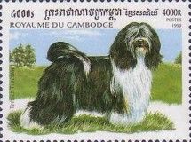Tibetan Terrier (Canis lupus familiaris)