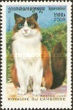 Ragdoll (Felis silvestris catus)