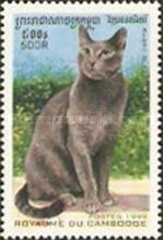 Russian Blue (Felis silvestris catus)
