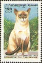 Snowshoe (Felis silvestris catus)