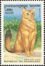 Somalian Cat (Felis silvestris catus)
