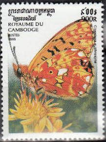 Pearl-bordered Fritillary (Clossiana euphrosyne)