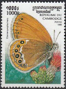 Scarce Heath (Coenonympha hero)