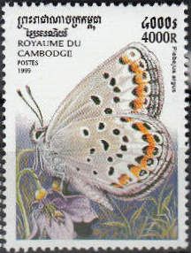 Silver-studded Blue (Plebejus argus)