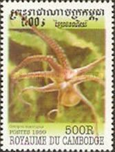 Atlantic White-spotted Octopus (Octopus macropus)