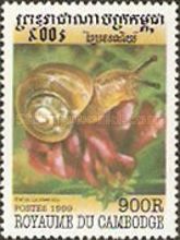 Smaller Banded Snail (Helix hortensis)