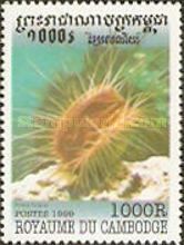 Gaping File-shell (Lima hians)