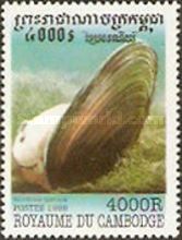 Swan Mussel (Anodonta cygnaea)