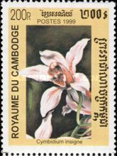 Cymbidium insigne
