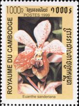 Euanthe sanderiana