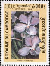Vanda coerulea