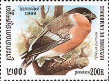 Eurasian Bullfinch (Pyrrhula pyrrhula)
