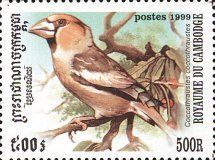 Hawfinch (Coccothraustes coccothraustes)