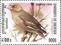 European Greenfinch (Carduelis chloris)