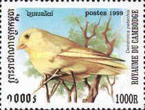 American Yellow Warbler (Dendroica petechia)