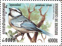 Eurasian Blue Tit (Parus caeruleus)