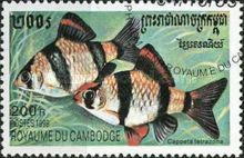 Tiger Barb (Capoeta tetrazona)