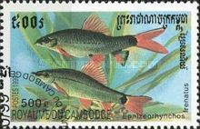 Rainbow Shark (Epalzeorhynchos frenatus)